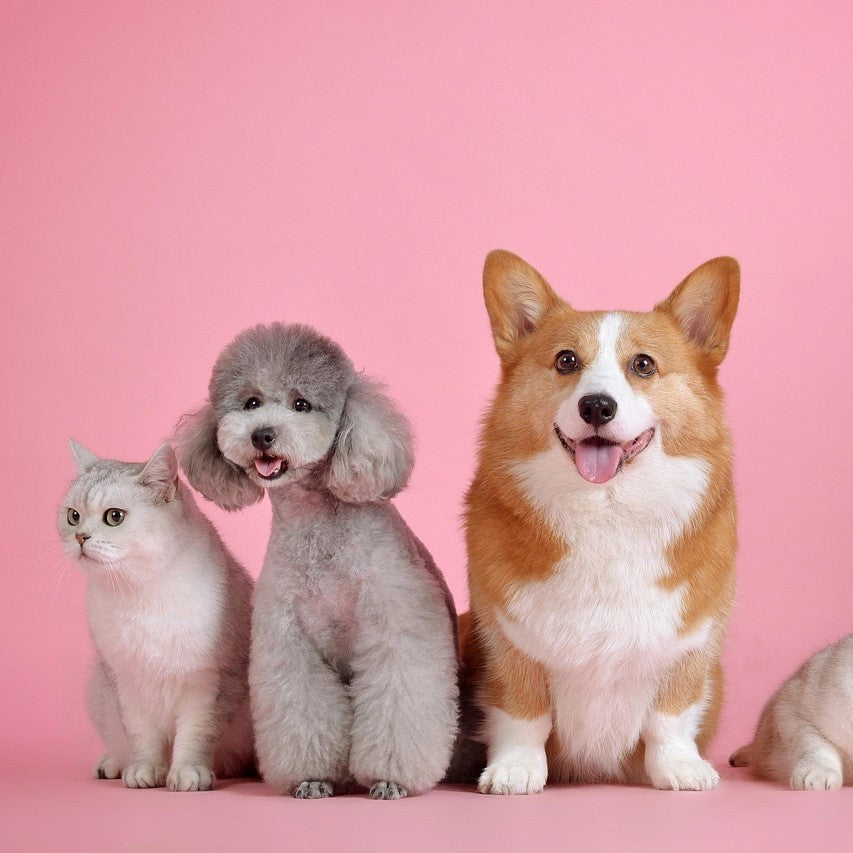 Mascotas