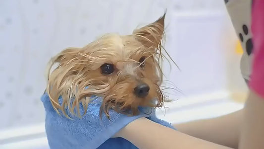 Peine Profesional para Mascotas con Vaporizador 2 en 1